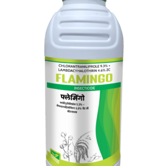 Flamingo